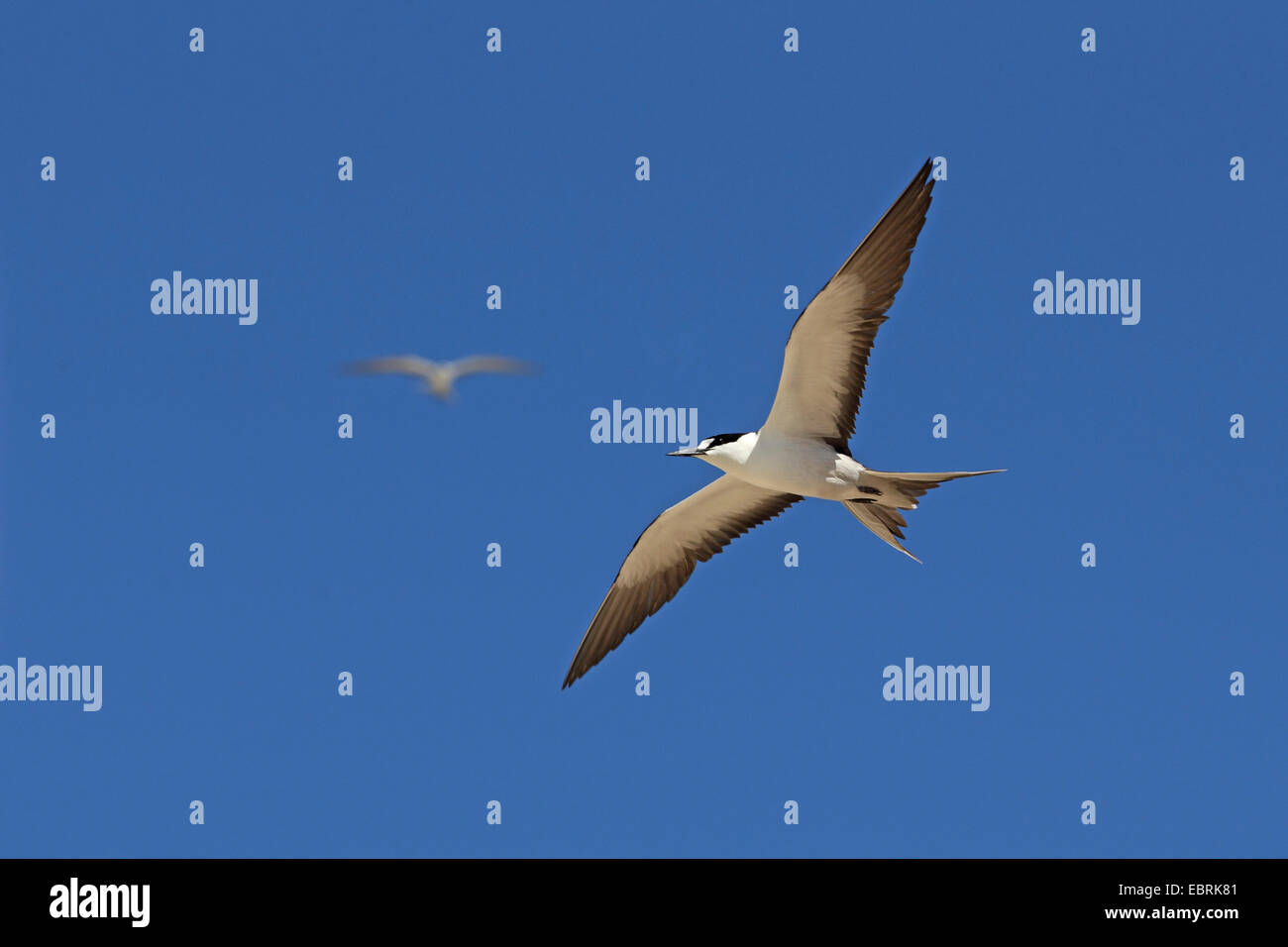 Fuligginosa Tern (sterna fuscata), volare, Seychelles, Bird Island Foto Stock