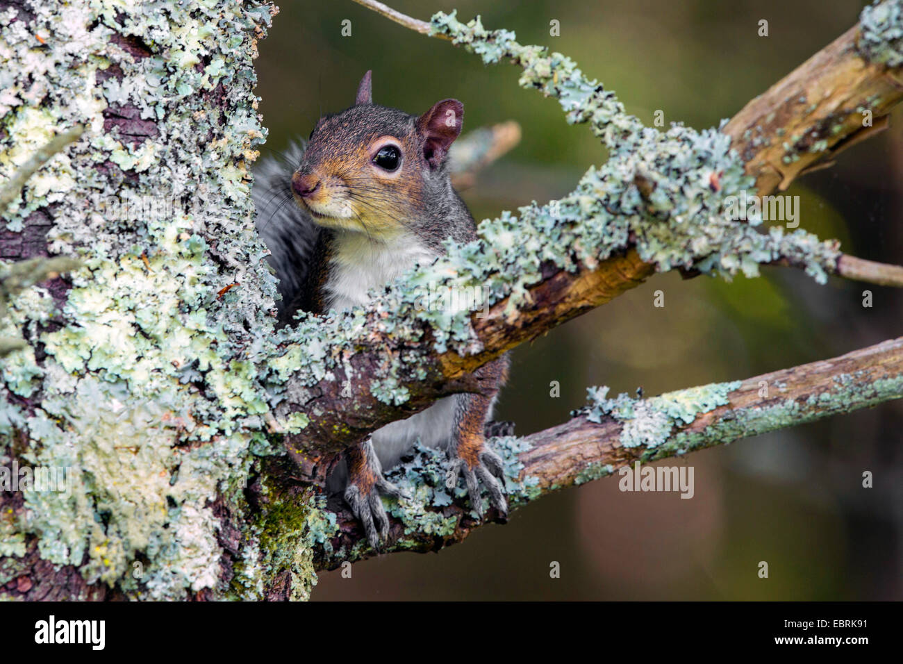 Orientale scoiattolo grigio, grigio scoiattolo (Sciurus carolinensis), il peering da un albero lichened , STATI UNITI, Tennessee, il Parco Nazionale di Great Smoky Mountains Foto Stock