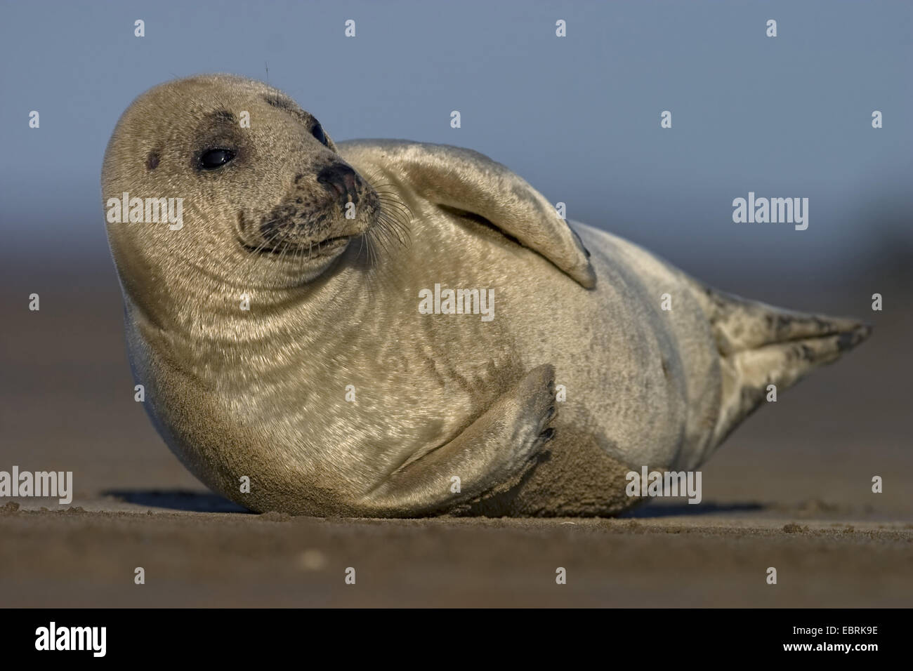 Guarnizione di tenuta del porto, guarnizione comune (Phoca vitulina), che giace sulla spiaggia, in posizione laterale, Regno Unito Foto Stock