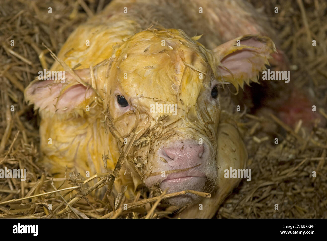 Gli animali domestici della specie bovina (Bos primigenius f. taurus), la nuova nata di vitello, taglio cesareo , Belgium Foto Stock