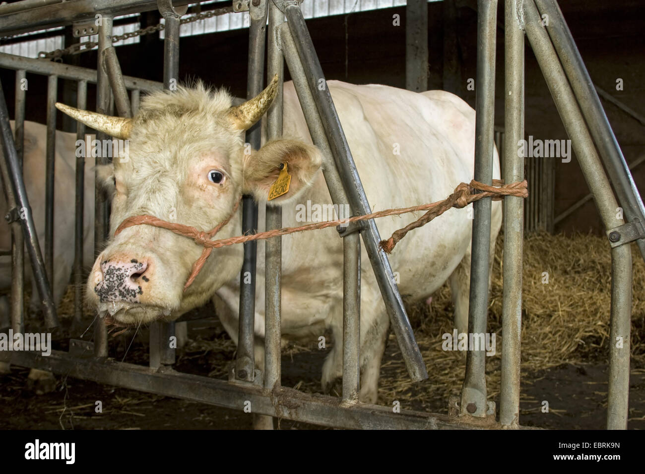 Gli animali domestici della specie bovina (Bos primigenius f. taurus), legato mucca in stabile prima di taglio cesareo, Belgio Foto Stock
