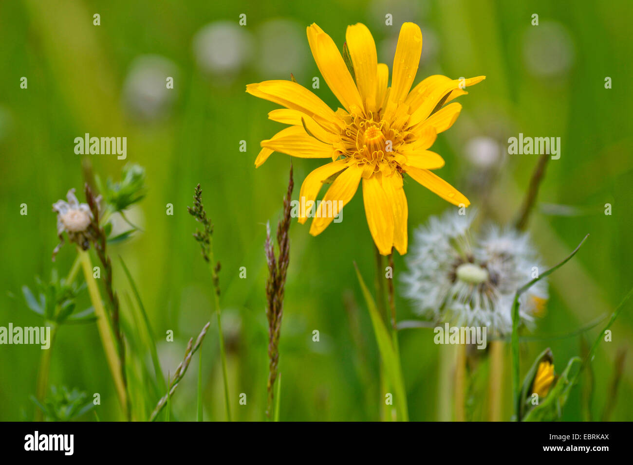 Oriental Goet's Beart, Jack-Go-To-Bed-At-Noon (Tragopogon pratensis subsp. orientalis, Tragopogon orientalis), che fiorisce in un prato, Germania Foto Stock