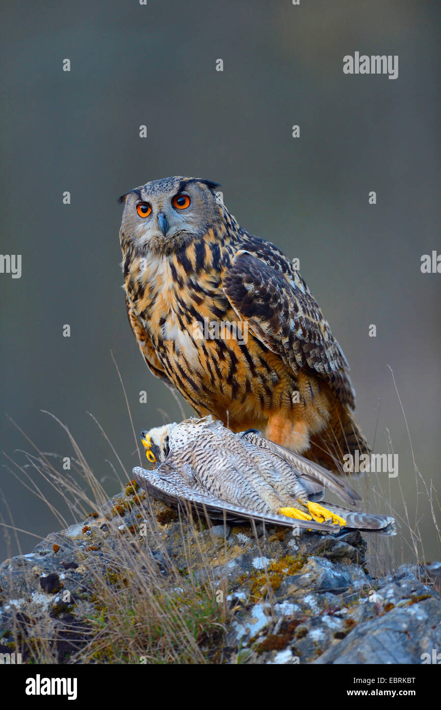 Nord del gufo reale (Bubo bubo), afult femmina con un falco pellegrino come preda, Bad Wuennenberg Foto Stock