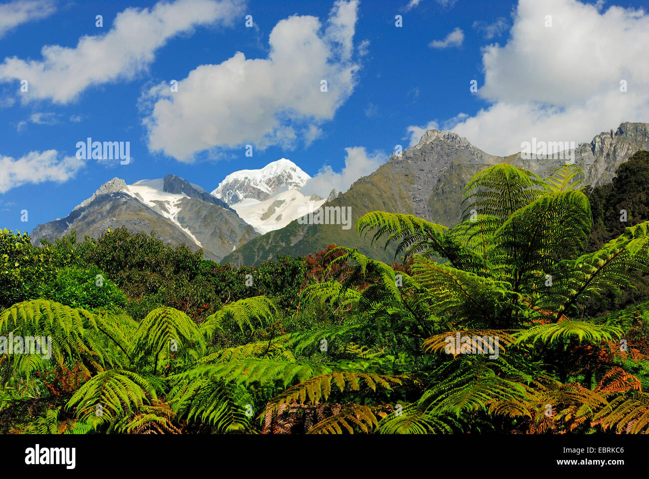 Vista dal ghiacciaio Fox Valley a Mt. Tasman (3497 m), la Nuova Zelanda, l'isola Meridionale, Westland National Park Foto Stock
