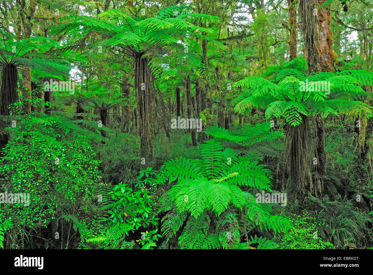 Tree fern nella foresta pluviale, Nuova Zelanda, Isola Meridionale, Kahurangi National Park, bacino Oparara Foto Stock