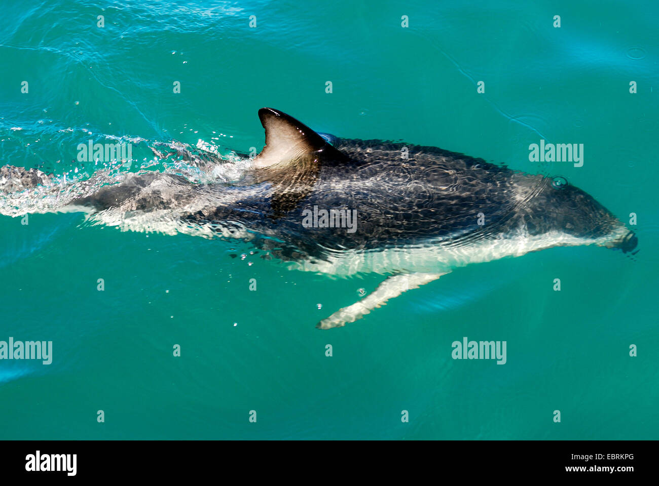 Gray's dusky dolphin (Lagenorhynchus obscurus), nuoto in corrispondenza della superficie dell'acqua, Nuova Zelanda, isola del sud, Canterbury Foto Stock