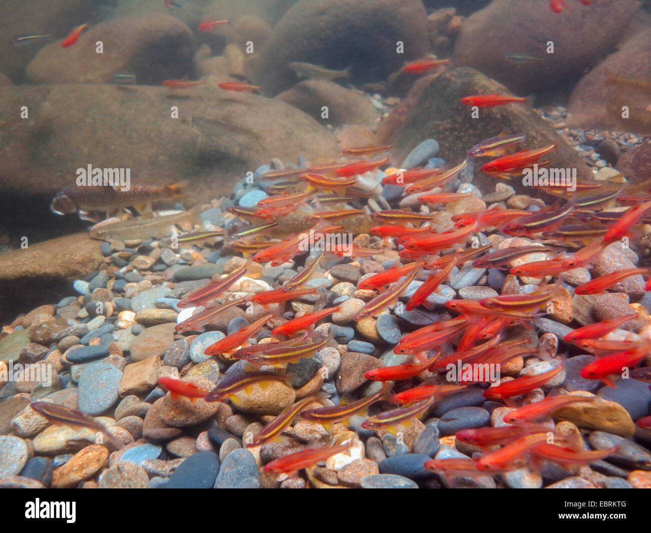 Lo zafferano Shiner, Tennessee Shiner (Notropis rubricroceus, Notropis leuciodus), scuola di deposizione delle uova, USA, Tennessee, piccolo fiume Foto Stock
