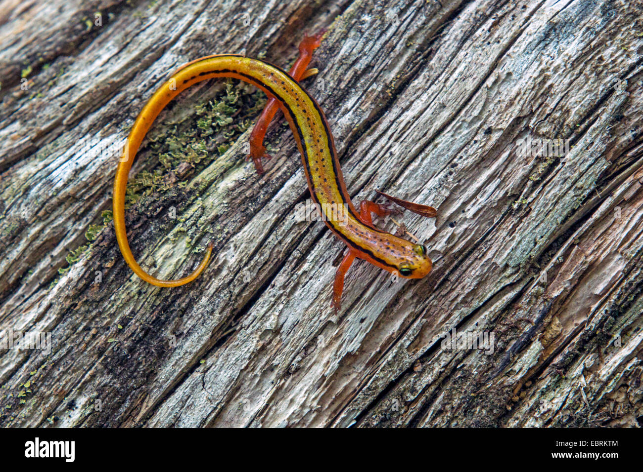Blue Ridge a due righe (salamandra Eurycea wilderae), su deadwood, USA, Tennessee, il Parco Nazionale di Great Smoky Mountains Foto Stock