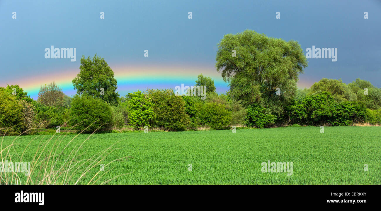 Rainbow su una foresta alluvionale, in Germania, in Baviera Foto Stock