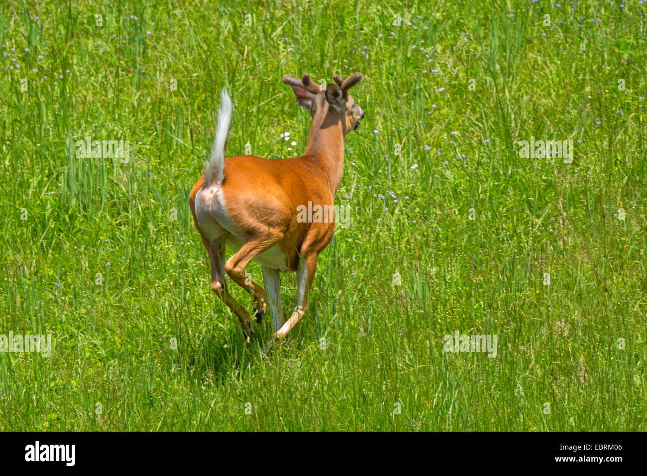 Key deer (Odocoileus virginianus clavium), in fuga da maschio, STATI UNITI D'AMERICA, il Tennessee, il Parco Nazionale di Great Smoky Mountains Foto Stock