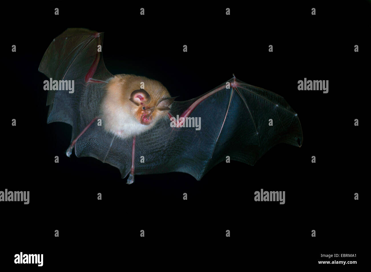 Ferro di cavallo minore bat (Rhinolophus hipposideros), in volo, Germania, Thueringen Foto Stock