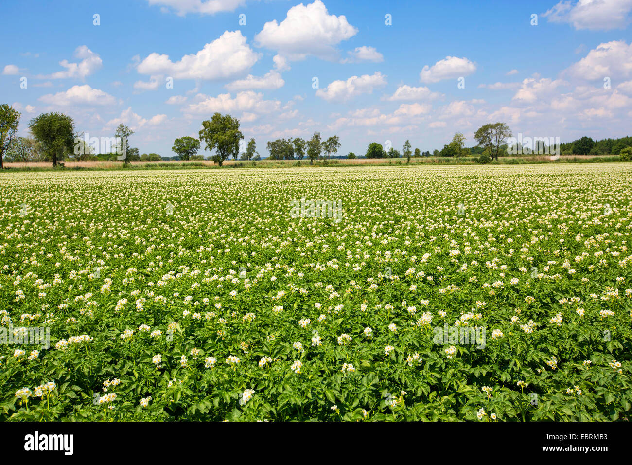 Patata (solanum tuberosum), grande fioritura campo di patate, in Germania, in Baviera Foto Stock