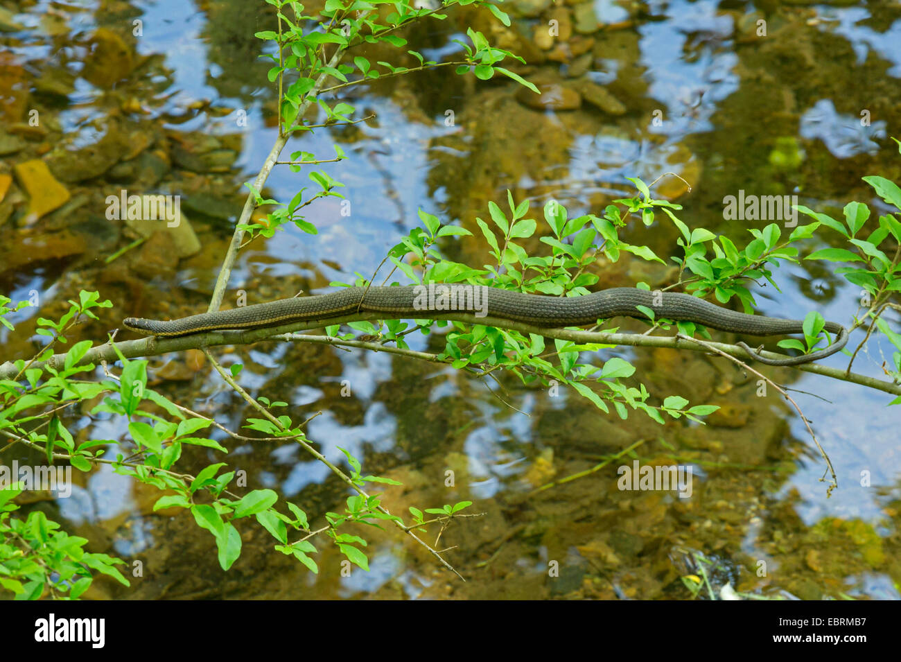 Regina snake (Regina septemvittata), prendere il sole su un ramoscello sottile nel suo habitat, USA, Tennessee, Great Smoky Mountains NP Foto Stock