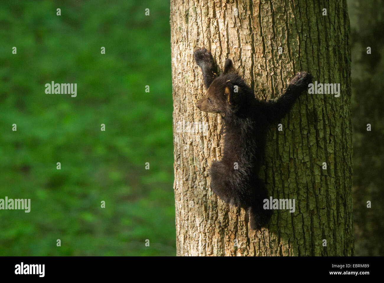 American black bear (Ursus americanus), Little Bear Cub salendo fino a una spessa tronco di albero, USA, Tennessee, il Parco Nazionale di Great Smoky Mountains Foto Stock