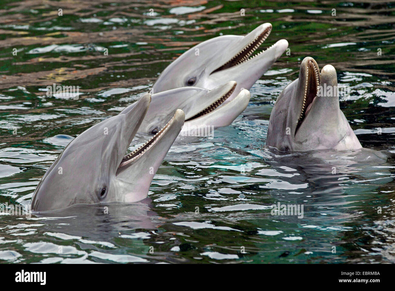 Bottlenosed dolphin, comune bottiglia di delfini dal naso (Tursiops truncatus), quattro delfini guardando fuori dall'acqua Foto Stock