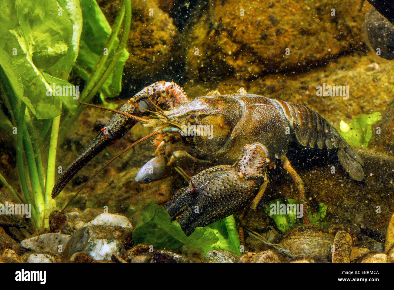 Nobile gamberi di fiume (Astacus astacus), si alimenta un morto bitterling-come ciprinicole, Germania Foto Stock