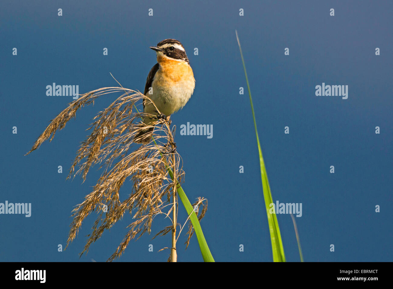 (Whinchat Saxicola rubetra), maschio sul pettine, in Germania, in Baviera Foto Stock