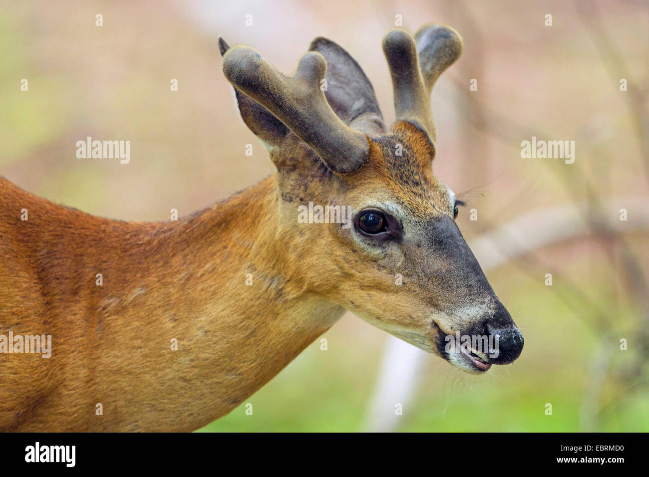 White-tailed deer (Odocoileus virginianus), ritratto con corna nella neoformazione di velluto, USA, Tennessee, il Parco Nazionale di Great Smoky Mountains Foto Stock