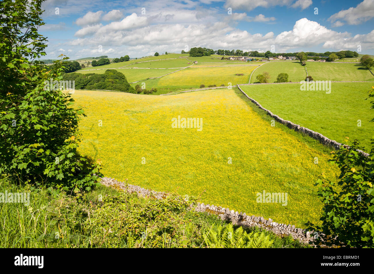 Prato estivo pieno di renoncules in un idilliaco paesaggio inglese nel Peak District, Derbyshire. Foto Stock