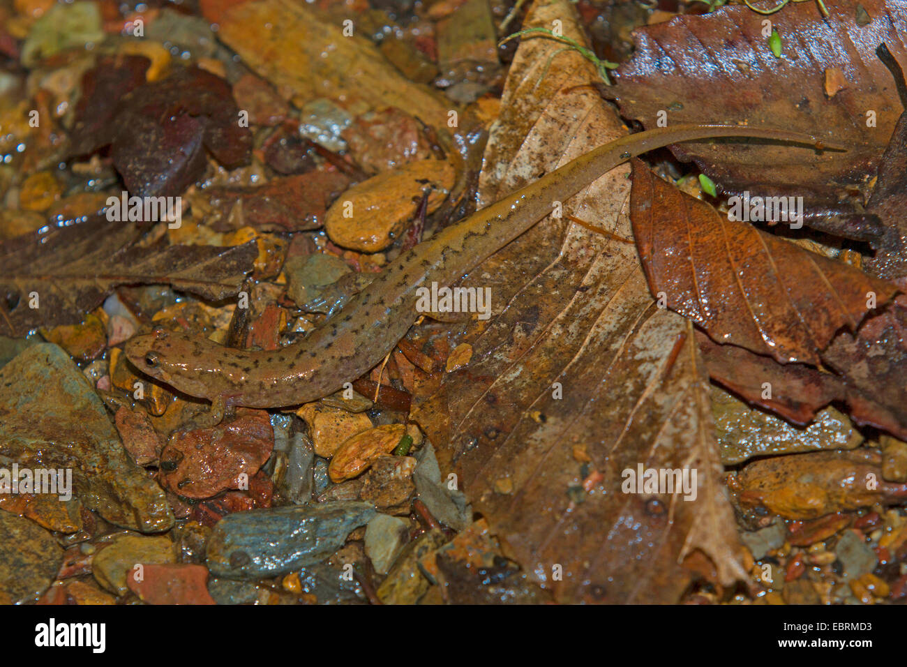 Trasudamenti salamander (cfr. Desmognathus aeneus), sul bagnato forest floor, USA, Tennessee, il Parco Nazionale di Great Smoky Mountains Foto Stock