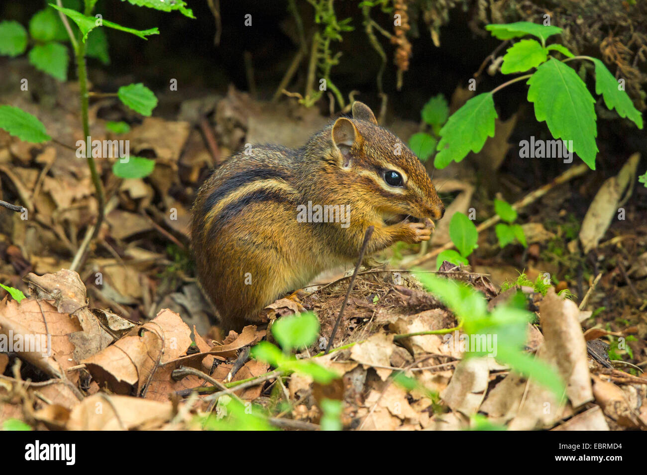 Orientale americana Scoiattolo striado (Tamias striatus), mangiare sul suolo della foresta, USA, Tennessee, il Parco Nazionale di Great Smoky Mountains Foto Stock