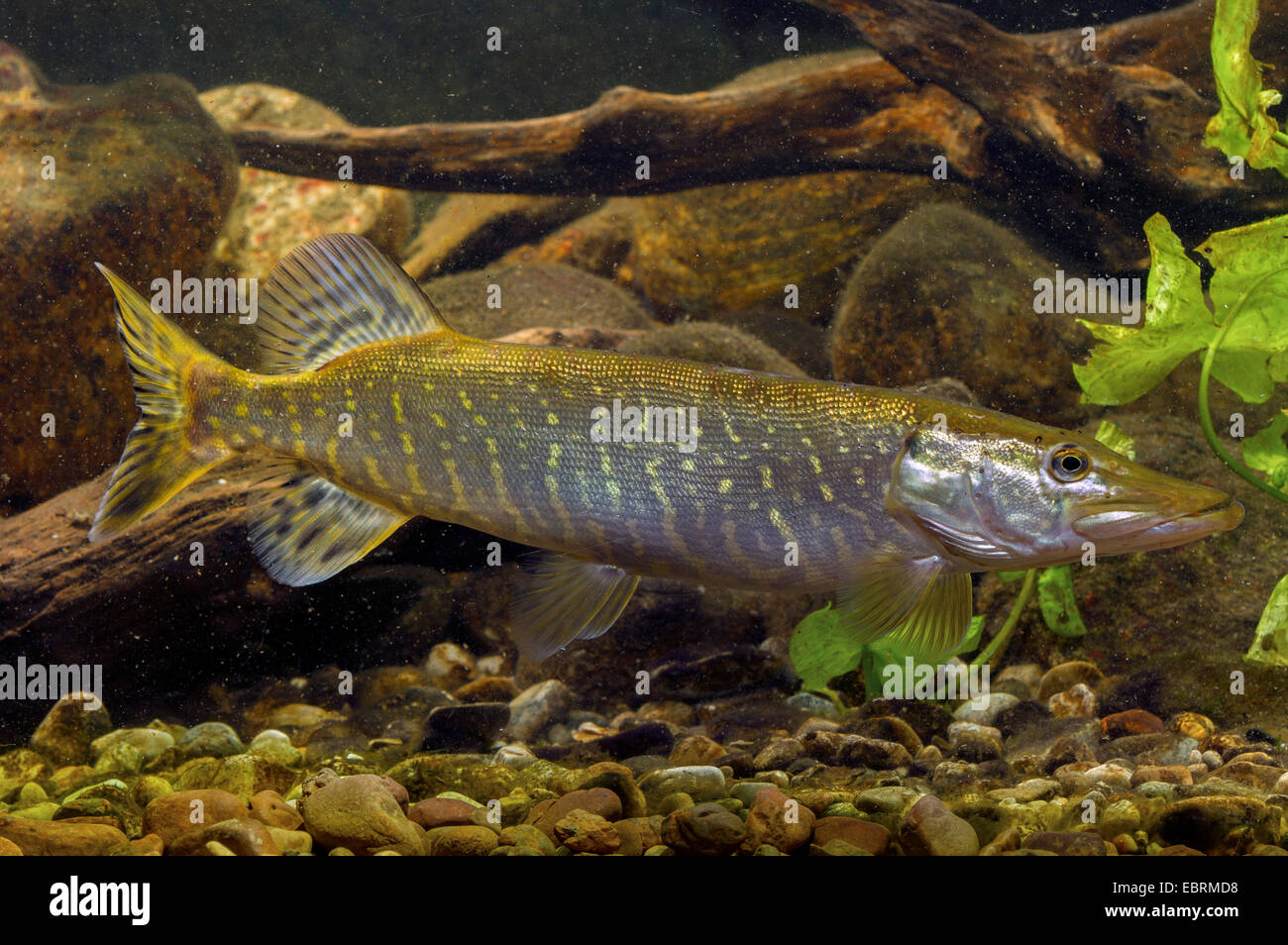 Pike, northern luccio (Esox lucius), nuoto, Germania Foto Stock