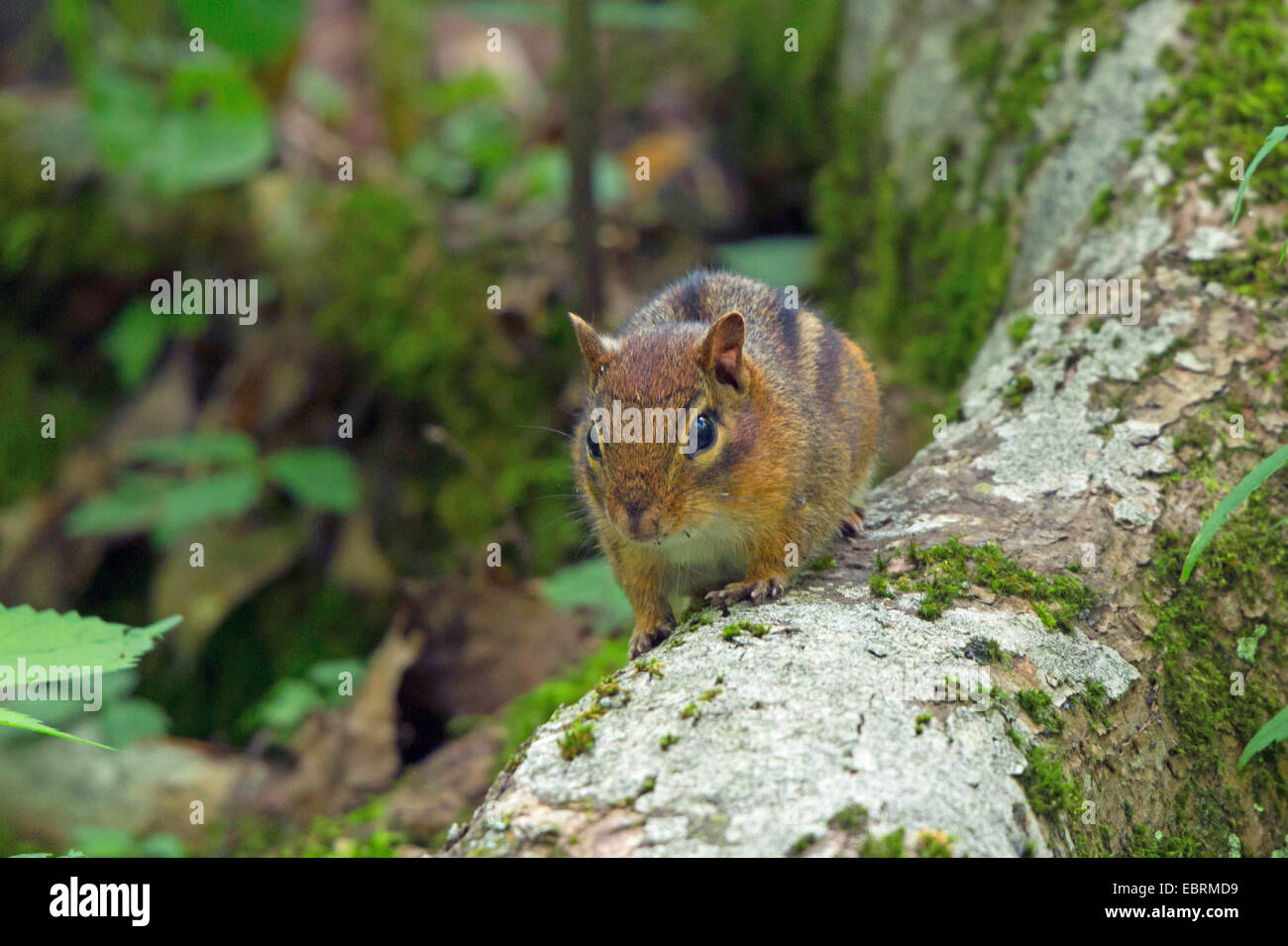 Orientale americana Scoiattolo striado (Tamias striatus), seduto su un mossy tronco di albero, USA, Tennessee, il Parco Nazionale di Great Smoky Mountains Foto Stock