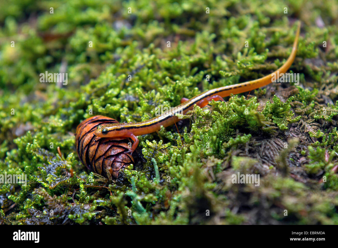 Blue Ridge a due righe (salamandra Eurycea wilderae), sul suolo della foresta, USA, Tennessee, il Parco Nazionale di Great Smoky Mountains Foto Stock