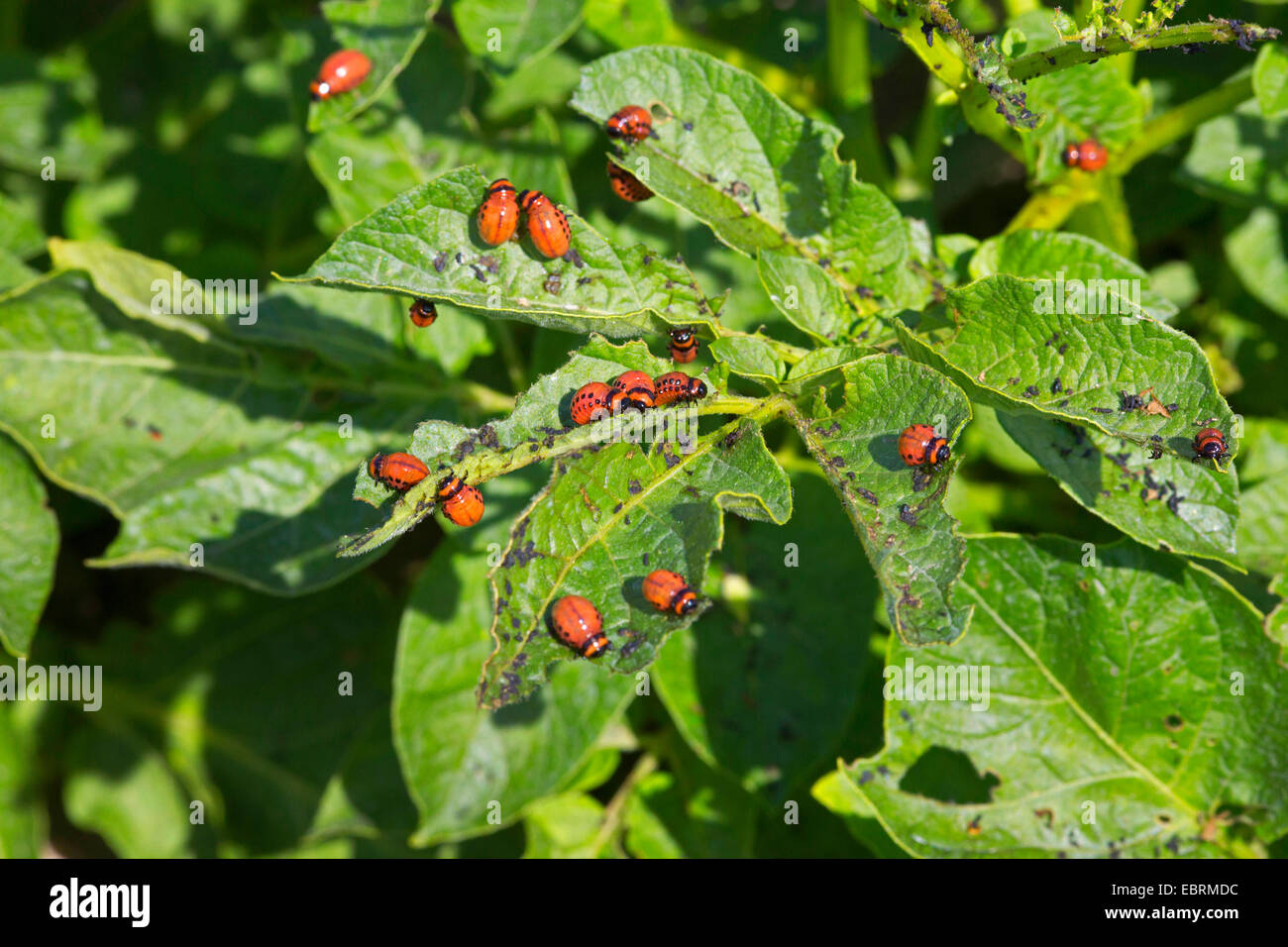 Il Colorado potato beetle, Colorado beetle, potato beetle (Leptinotarsa decemlineata), alimentazione di larve , Germania, il Land della Baviera Foto Stock