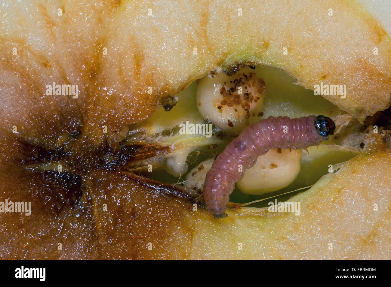 Apple tarma carpocapsa del melo, falena Codlin (Laspeyresia pomonella, Cydia pomonella, Carpocapsa pomonella), GRUB in un Apple core, in Germania, in Baviera Foto Stock