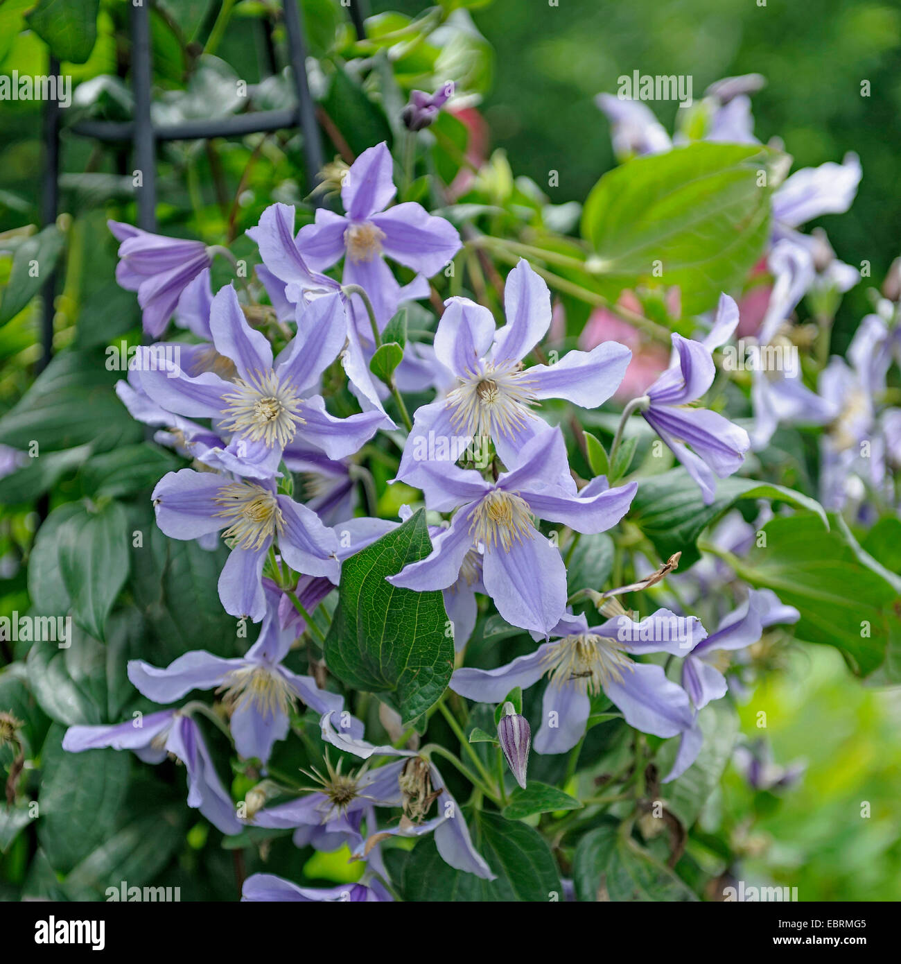 Clematis, vergini-bower (Clematis 'Star River', Clematis fiume Stella), cultivar fiume Stella Foto Stock