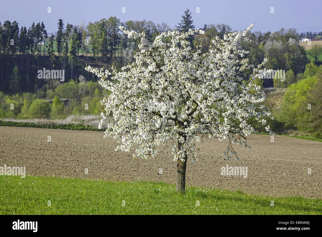 Il ciliegio, ciliegio dolce (Prunus avium), Fioritura di ciliegio in un paesaggio di campo, Germania Foto Stock