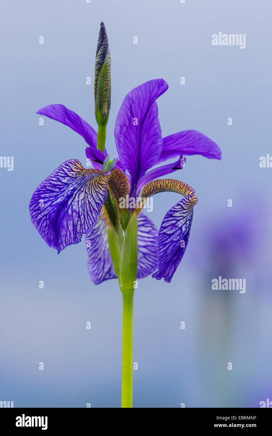 Iris siberiano siberiano bandiera (Iris sibirica), fiore, in Germania, in Baviera Foto Stock