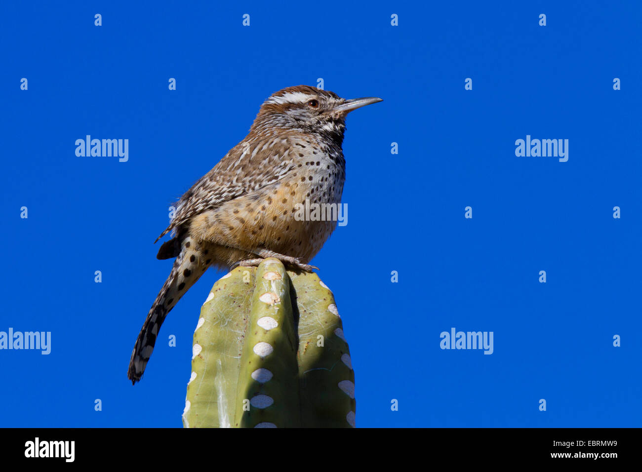 Cactus-wren (Campylorhynchus brunneicapillus), su cactus, STATI UNITI D'AMERICA, Arizona Foto Stock