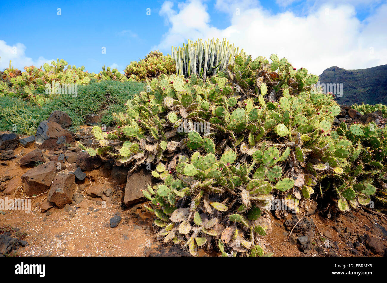 Tipica con vegegation Opuntias e delle isole Canarie, euforbia delle Canarie, Tenerife, Punta de Teno, a Buenavista del Norte Foto Stock
