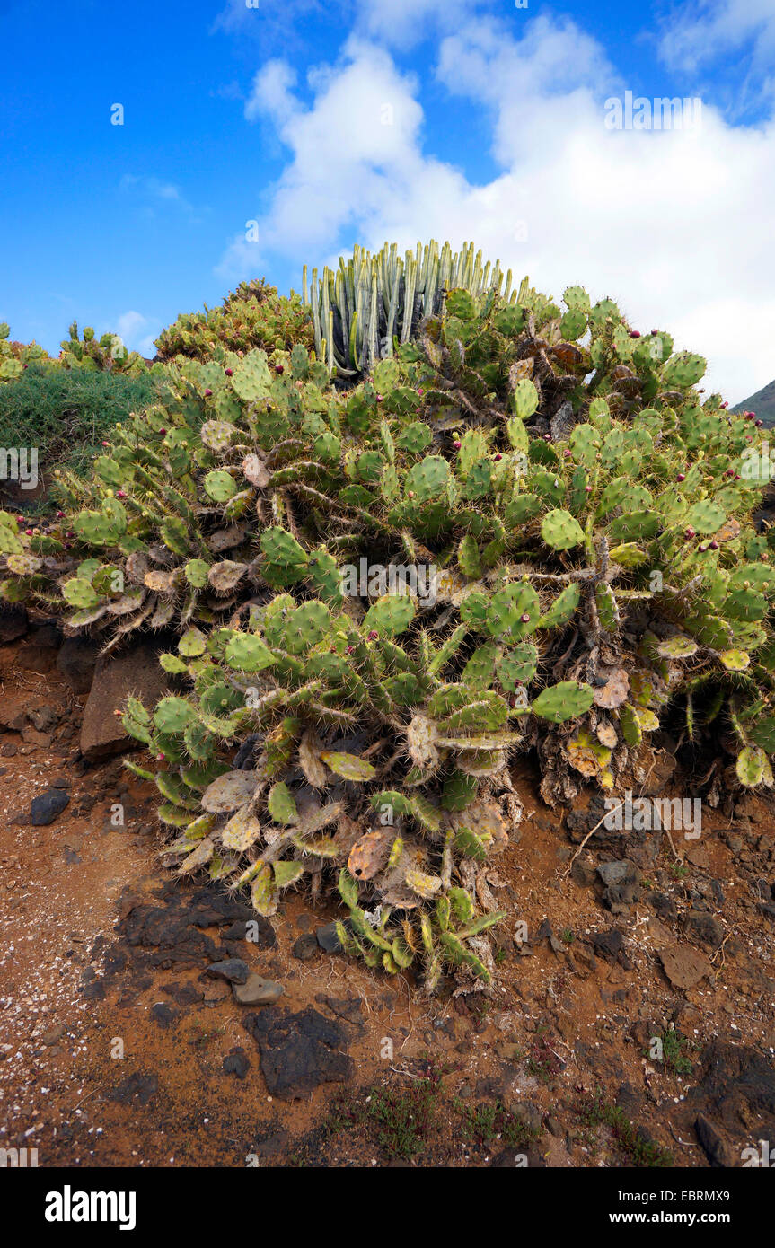 Tipica con vegegation Opuntias e delle isole Canarie, euforbia delle Canarie, Tenerife, Punta de Teno, a Buenavista del Norte Foto Stock