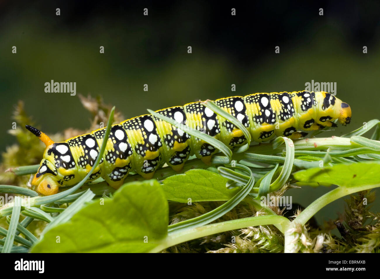 Hawkmoth euforbia (Hyles euphorbiae, Celerio euphorbiae), bruco su foglia, Germania Foto Stock