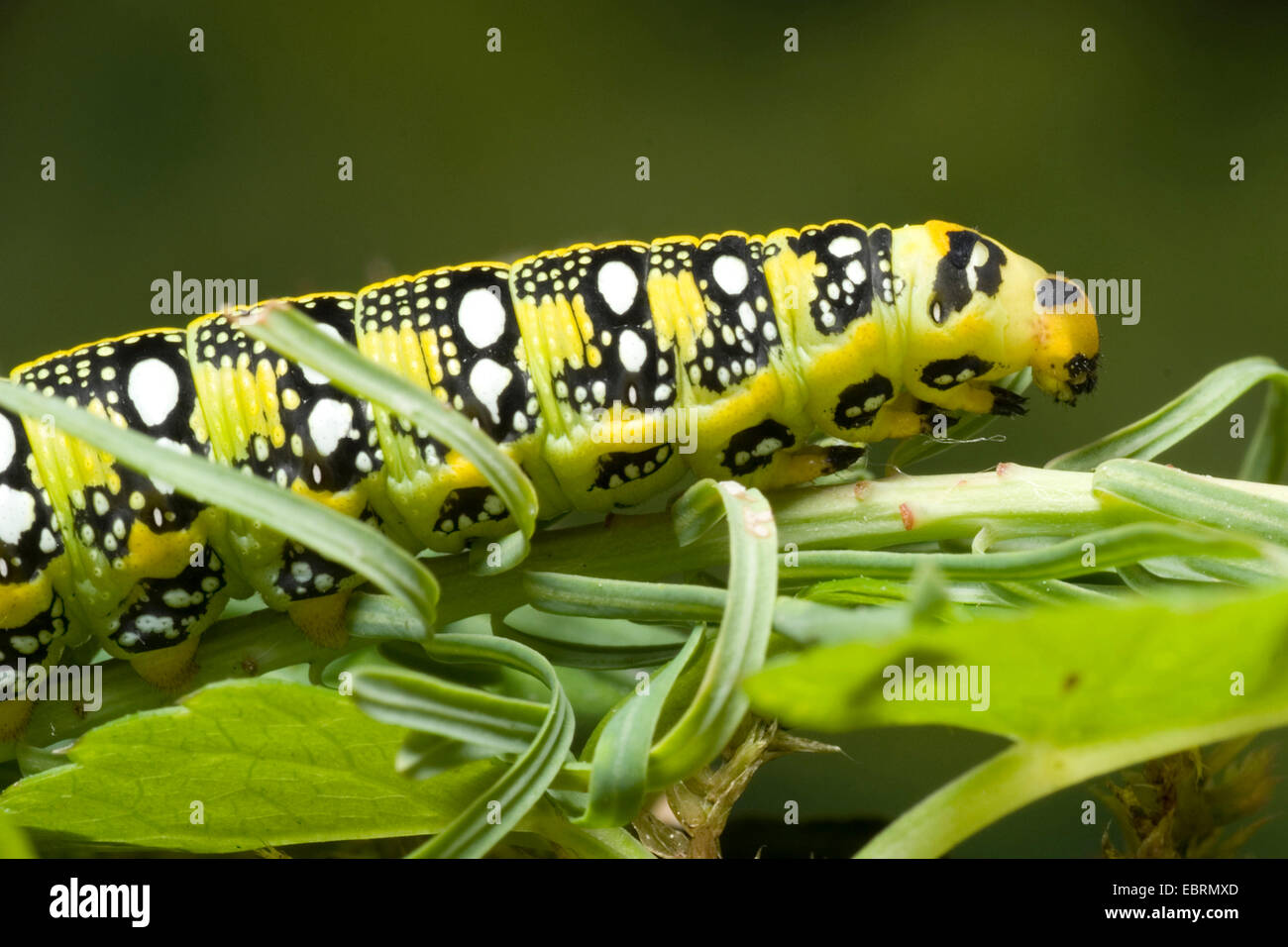 Hawkmoth euforbia (Hyles euphorbiae, Celerio euphorbiae), ritratto, Germania Foto Stock