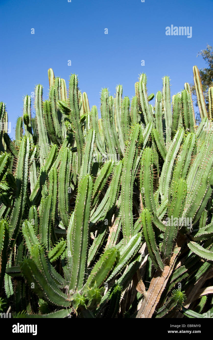(Euforbia Euphorbia pentagona), isole canarie Gran Canaria Foto Stock