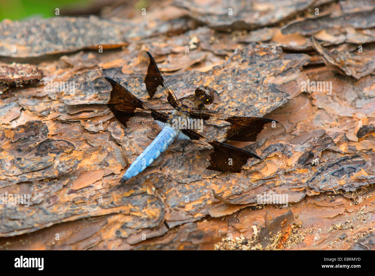 Comune di culbianco, Long-tailed Skimmer (Plathemis lydia, Libellula lydia), maschio, STATI UNITI D'AMERICA, il Tennessee, il Parco Nazionale di Great Smoky Mountains Foto Stock
