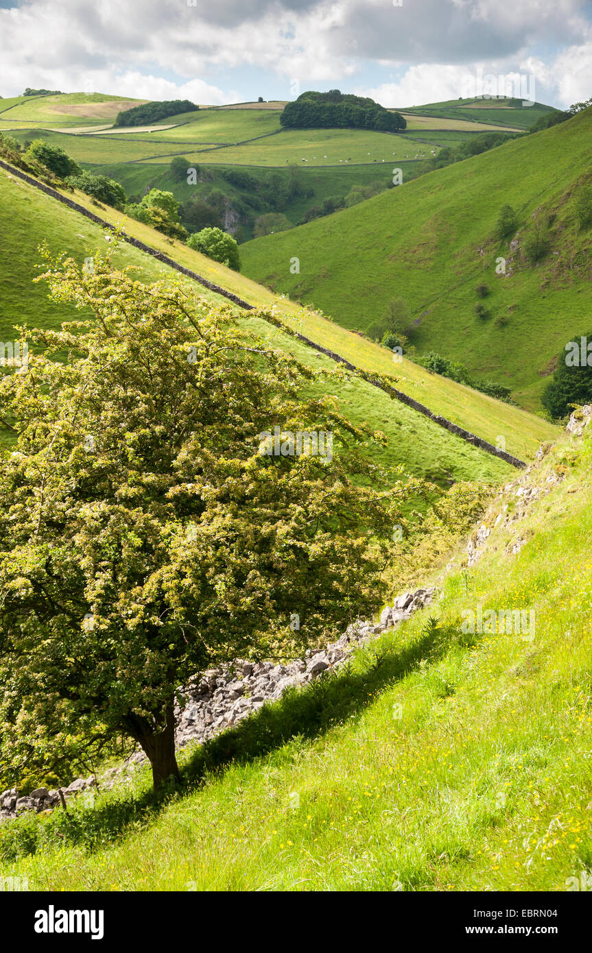 Wolfscote Dale sul confine del Derbyshire e Staffordshire. Bella estate paesaggio con verdi pendii. Foto Stock