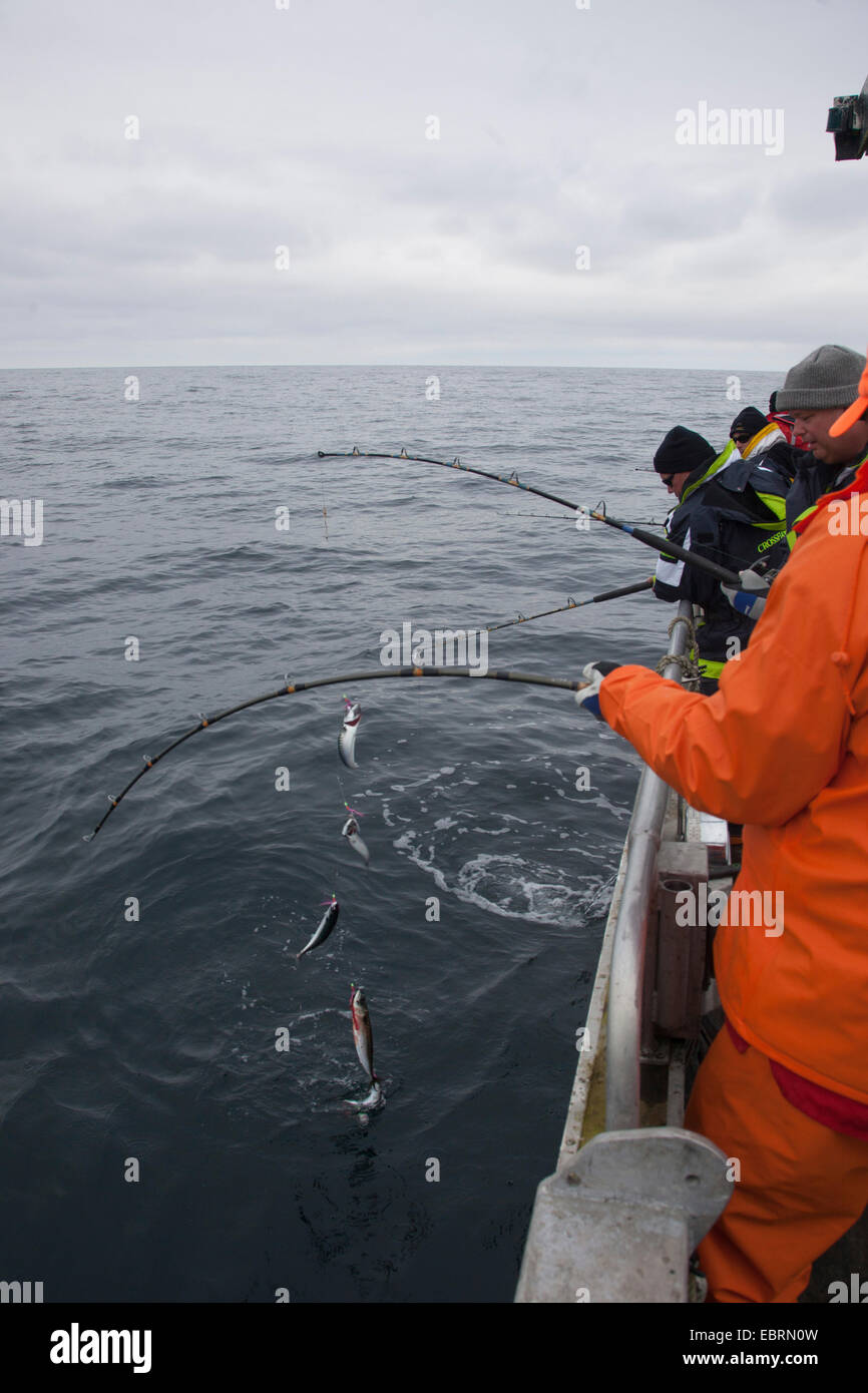 Atlantico sgombro, comune sgombro (Scomber scombrus), i pescatori in piedi alla ringhiera e pesca, Norvegia, Hitra Foto Stock