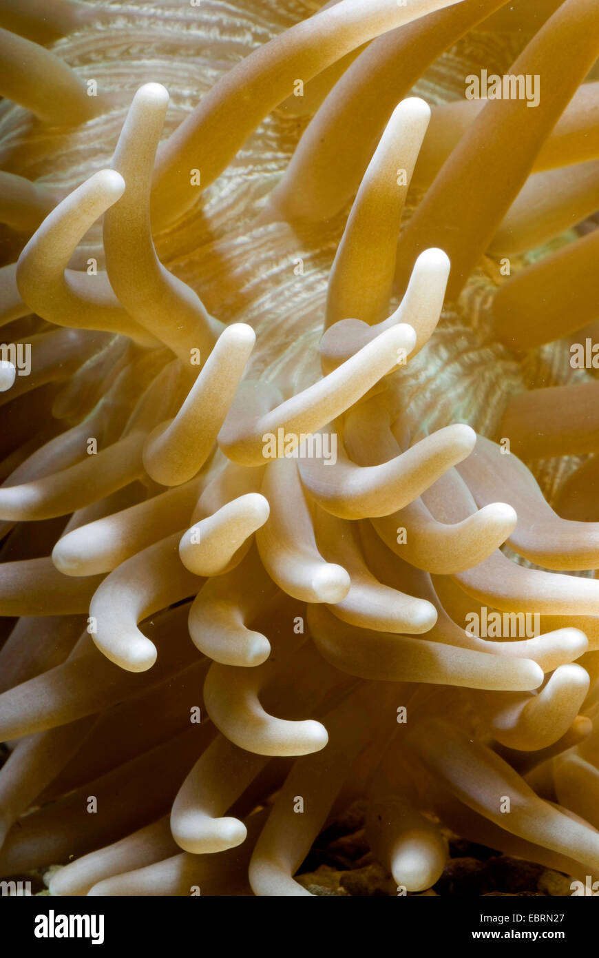 Cuoio anemone, coriacea anemone marittimo (Heteractis crispa), ripresa macro di un coriaceo anemone marittimo Foto Stock