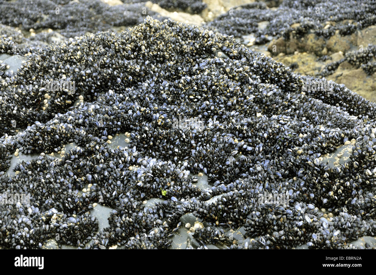 Cozza blu, bay cozze, cozza, comune Cozza blu (Mytilus edulis), letti di cozze in Jospinet presso il Cotes-d'Armor, Francia Bretagna, Jospinet Foto Stock