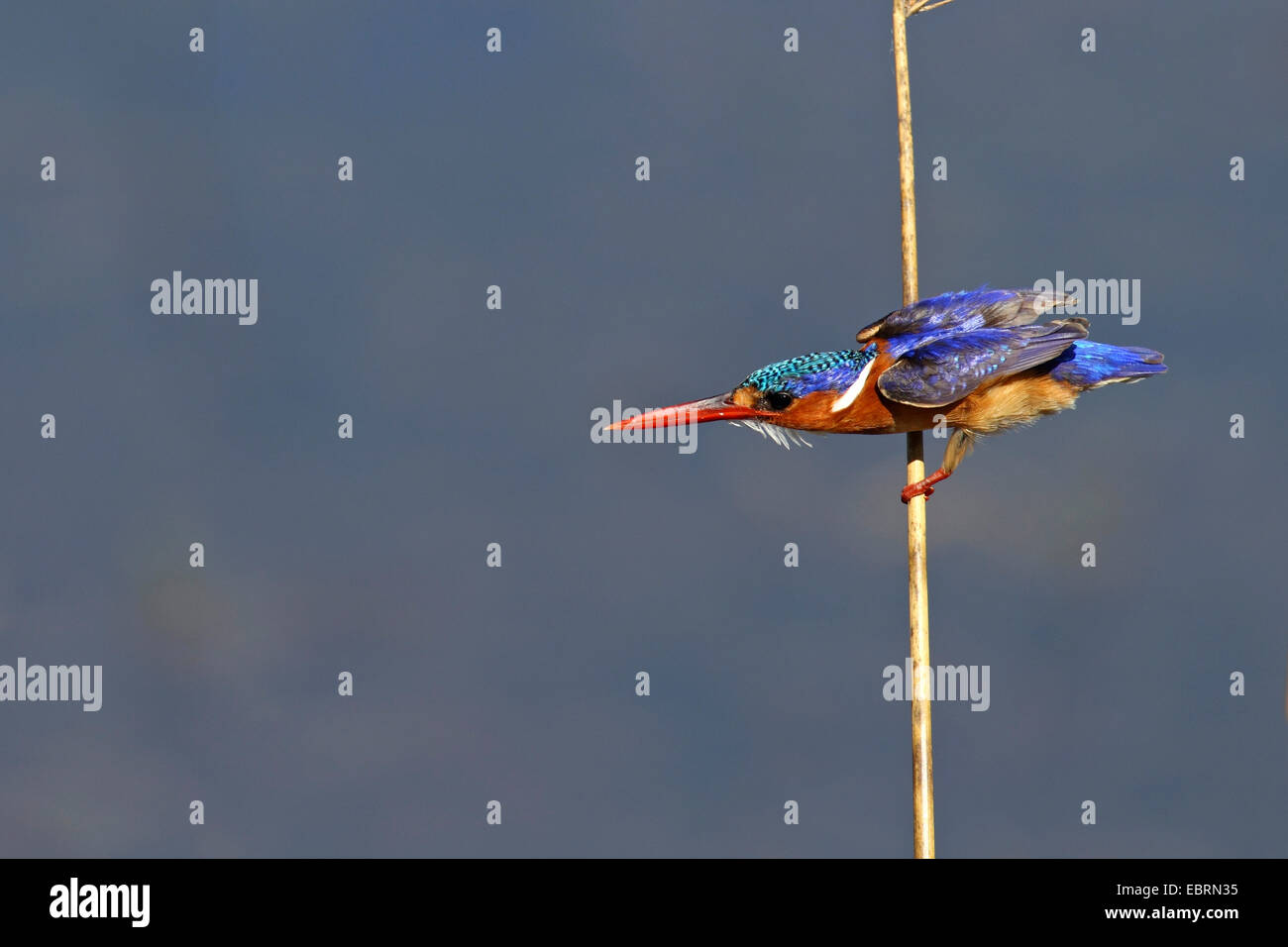 Malachite Kingfisher (Alcedo cristata), si siede a un reed stelo e guarda per un pesce, Sud Africa, Parco Nazionale di Pilanesberg Foto Stock