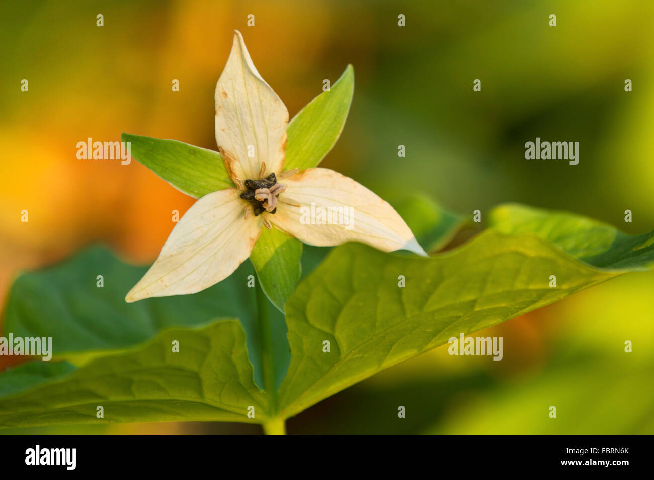 Maleodoranti-benjamin, mal profumo trillium (Trillium erectum), fioritura, USA, Tennessee, il Parco Nazionale di Great Smoky Mountains Foto Stock
