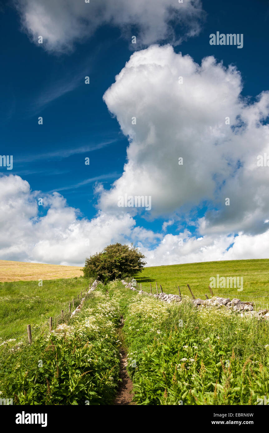 Idilliaca campagna inglese. Un sentiero tra muri di pietra di verde e fiori di campo al di sotto un cielo di estate. Foto Stock
