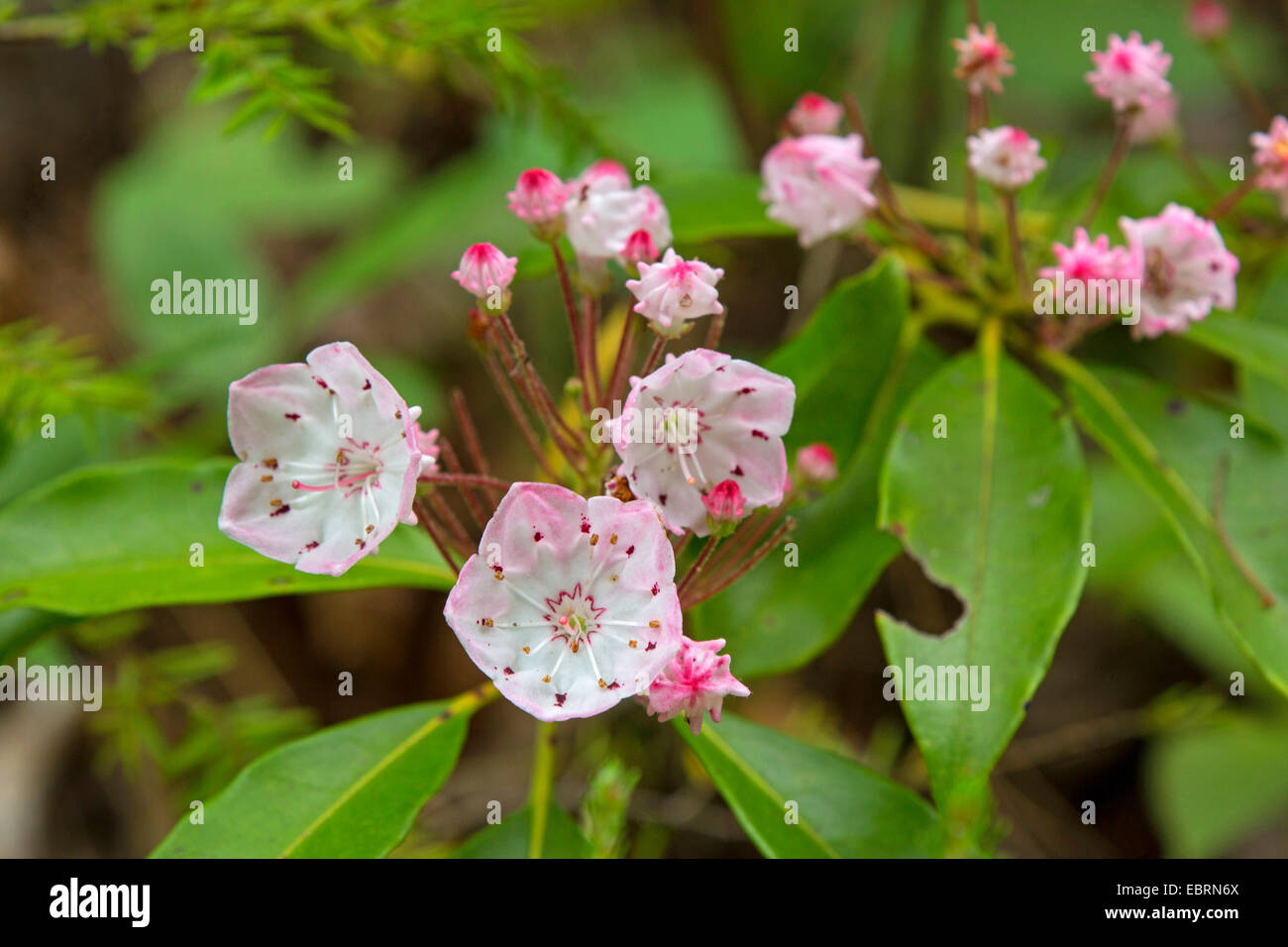 Mountain laurel (Kalmia latifolia), infiorescenza, USA, Tennessee, il Parco Nazionale di Great Smoky Mountains Foto Stock