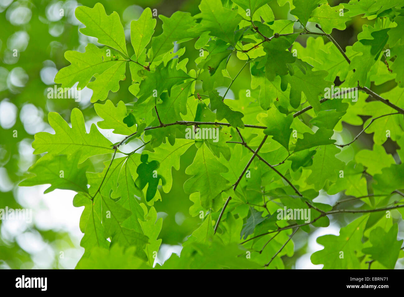 Quercia bianca (Quercus alba), foglie, STATI UNITI D'AMERICA, il Tennessee, il Parco Nazionale di Great Smoky Mountains Foto Stock