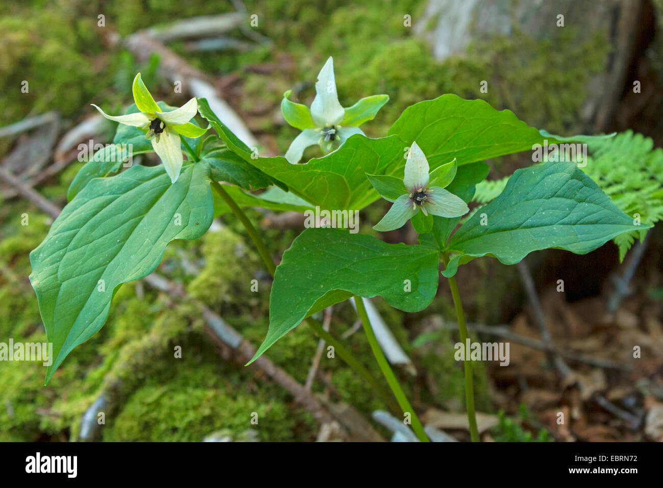Maleodoranti-benjamin, mal profumo trillium (Trillium erectum), fioritura, USA, Tennessee, il Parco Nazionale di Great Smoky Mountains Foto Stock